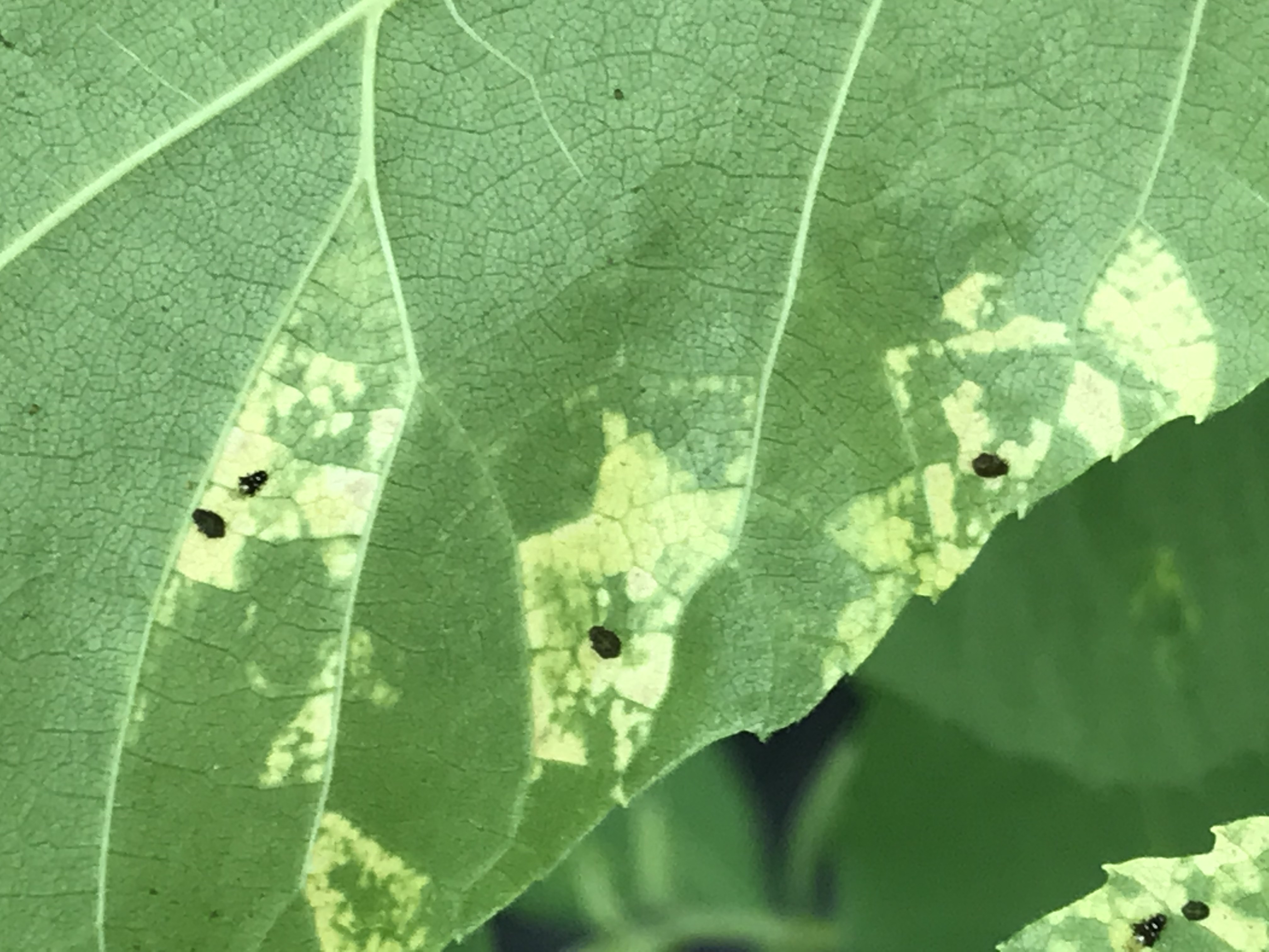 Black Aphids